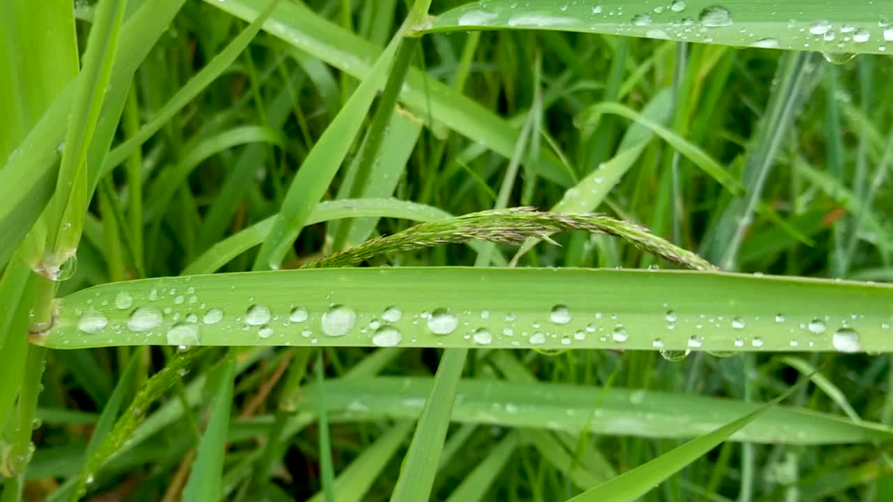 风中的大雨滴落在长草叶上视频下载