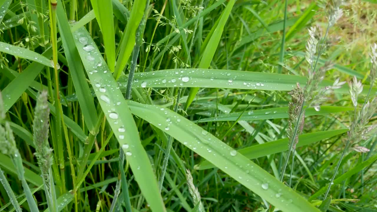 风中的大雨滴落在长草叶上视频下载