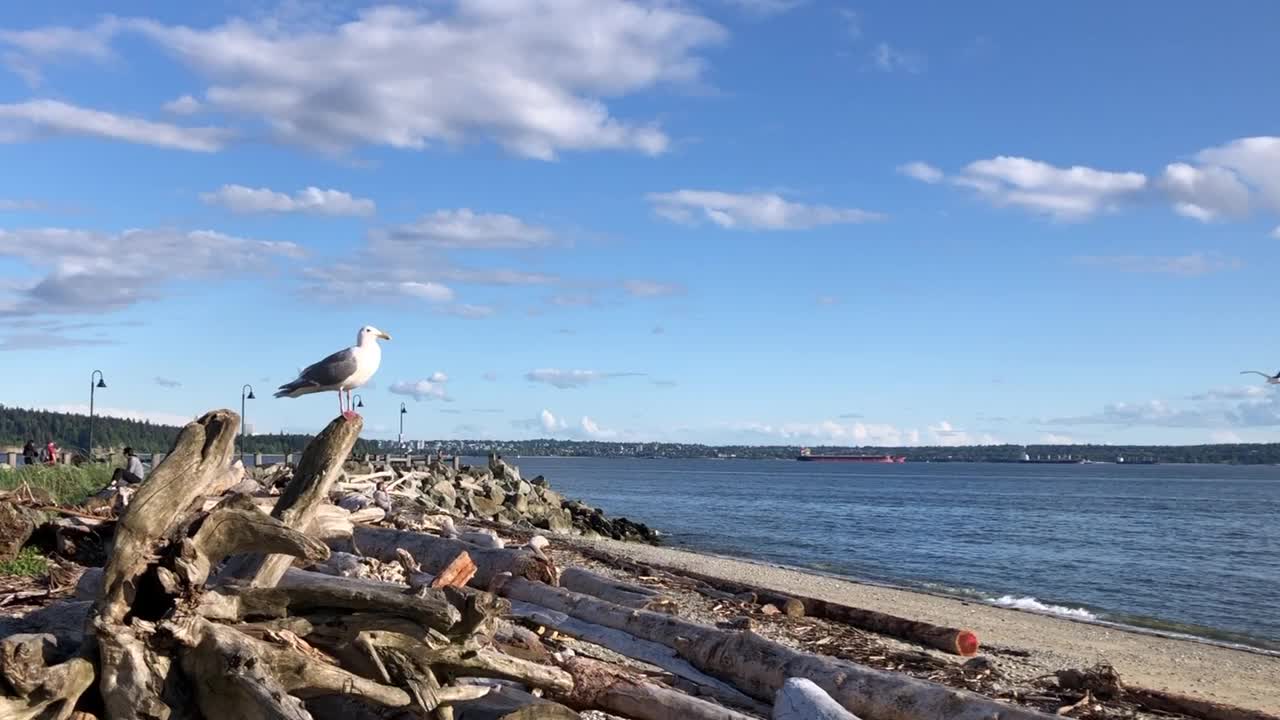 一只海鸥在浮木上看着大海视频下载