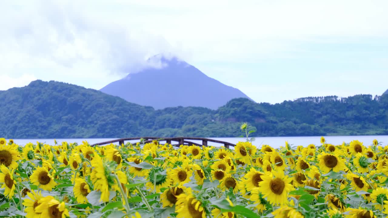 池田湖上随风摇曳的向日葵视频素材