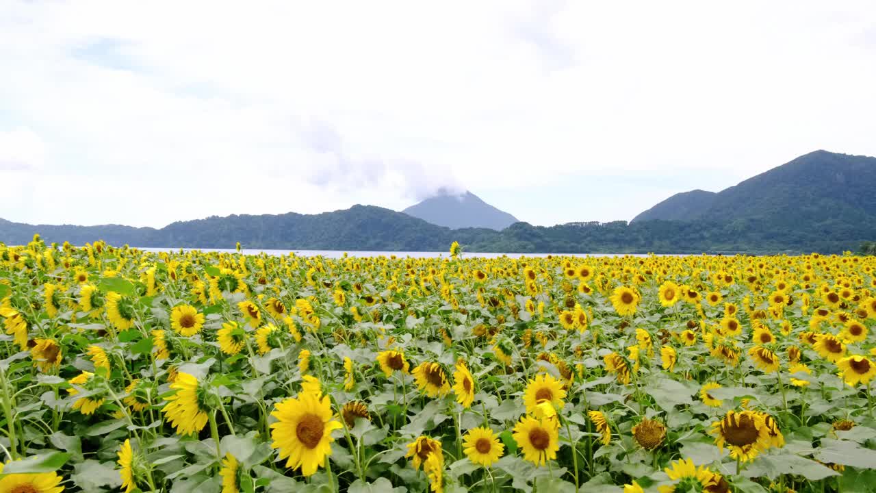 向日葵在一个阴天摇曳在池田湖的风视频素材