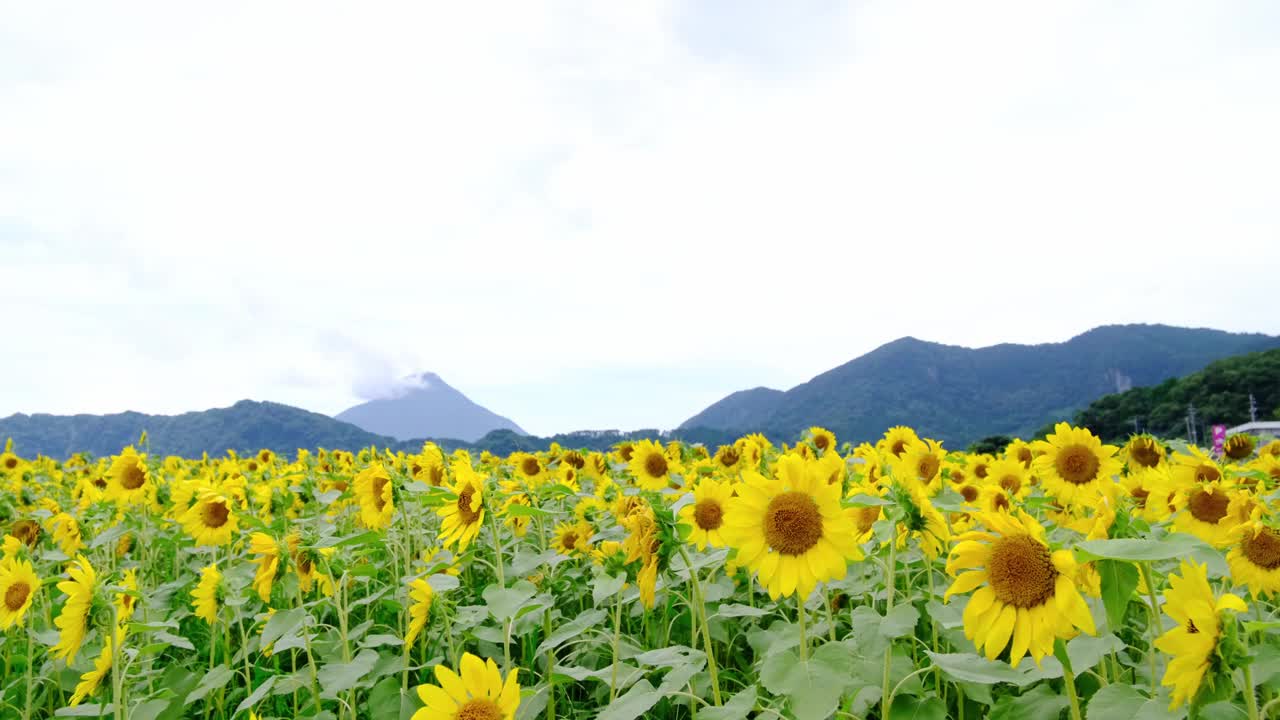 池田湖夏日的向日葵和凯门达克火山盛开视频素材