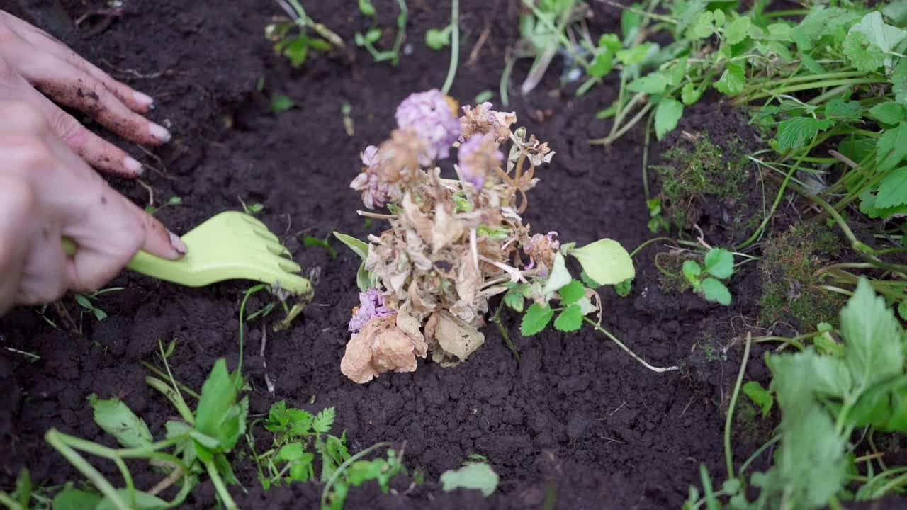 女性的手近距离用小耙子松地周围种上了花视频素材