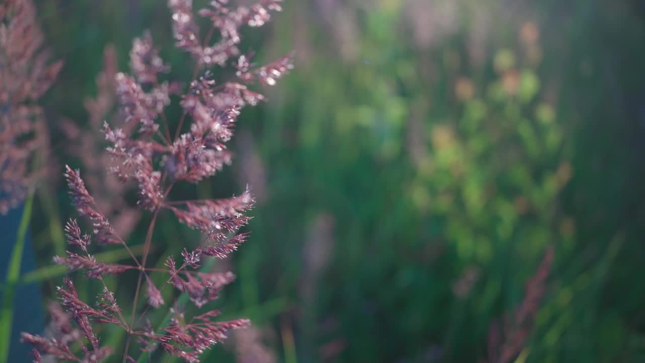 草在田野在风田野草在风中飘扬的自然美景视频素材