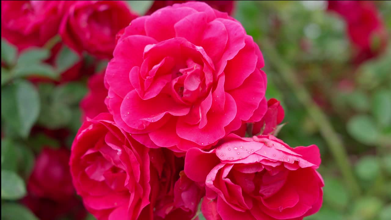 花园里的猩红色玫瑰特写。一朵美丽的红玫瑰花蕾，象征着视频素材