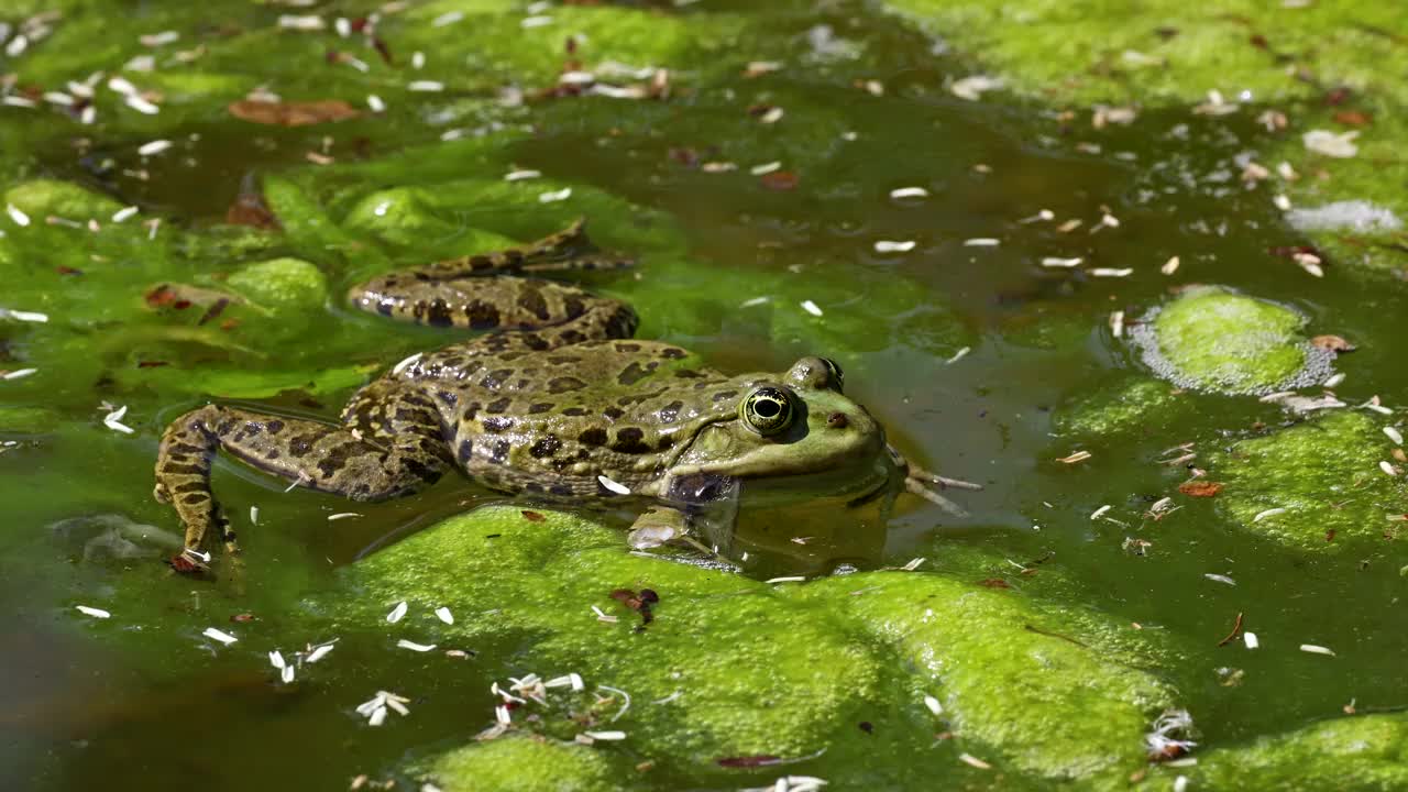 常见蛙类，林蛙，单爬行类在水中鸣叫，又称欧洲普通蛙或欧洲草蛙视频素材