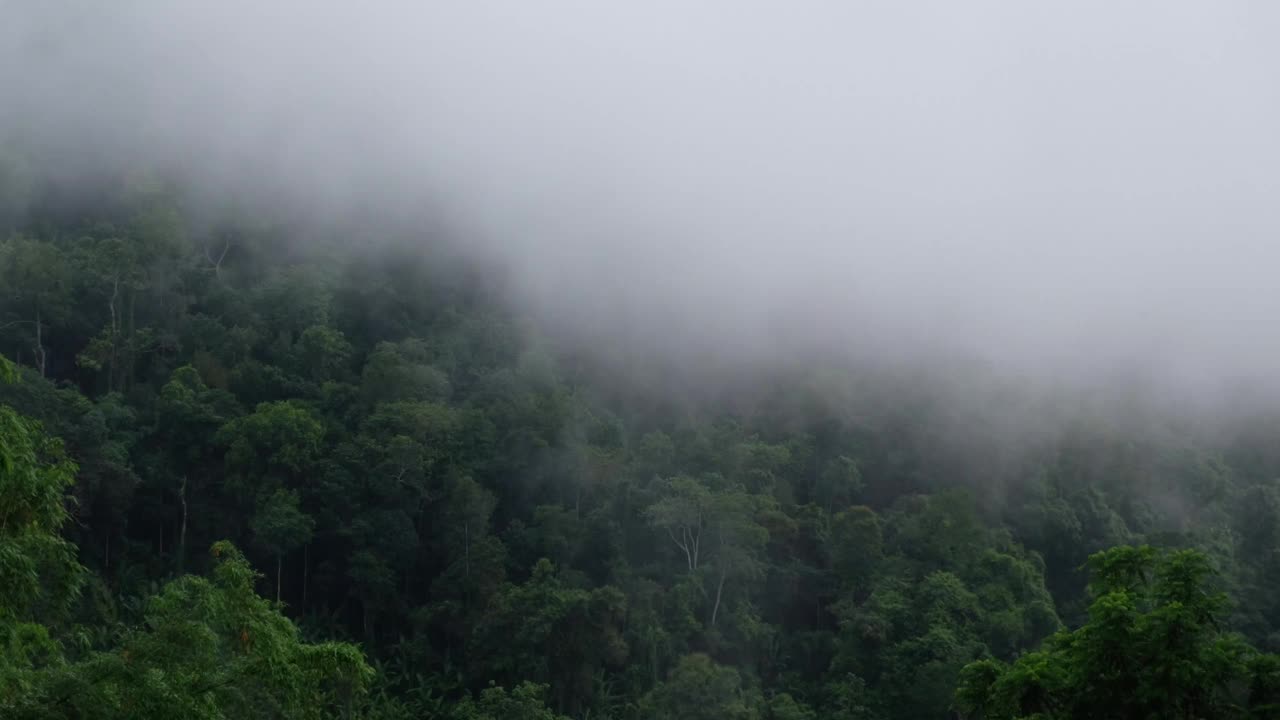 在有雾的日子里，森林里的绿色山脉景观视频素材