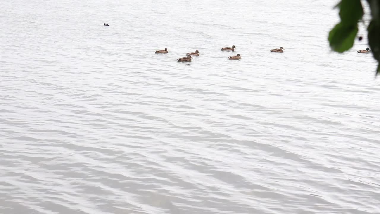 鸭子在一个美丽的大湖里游泳。视频素材