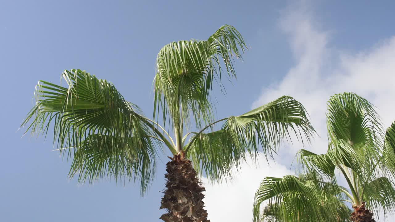 棕榈树的树梢映衬着湛蓝的天空，树叶在微风中摇曳视频素材