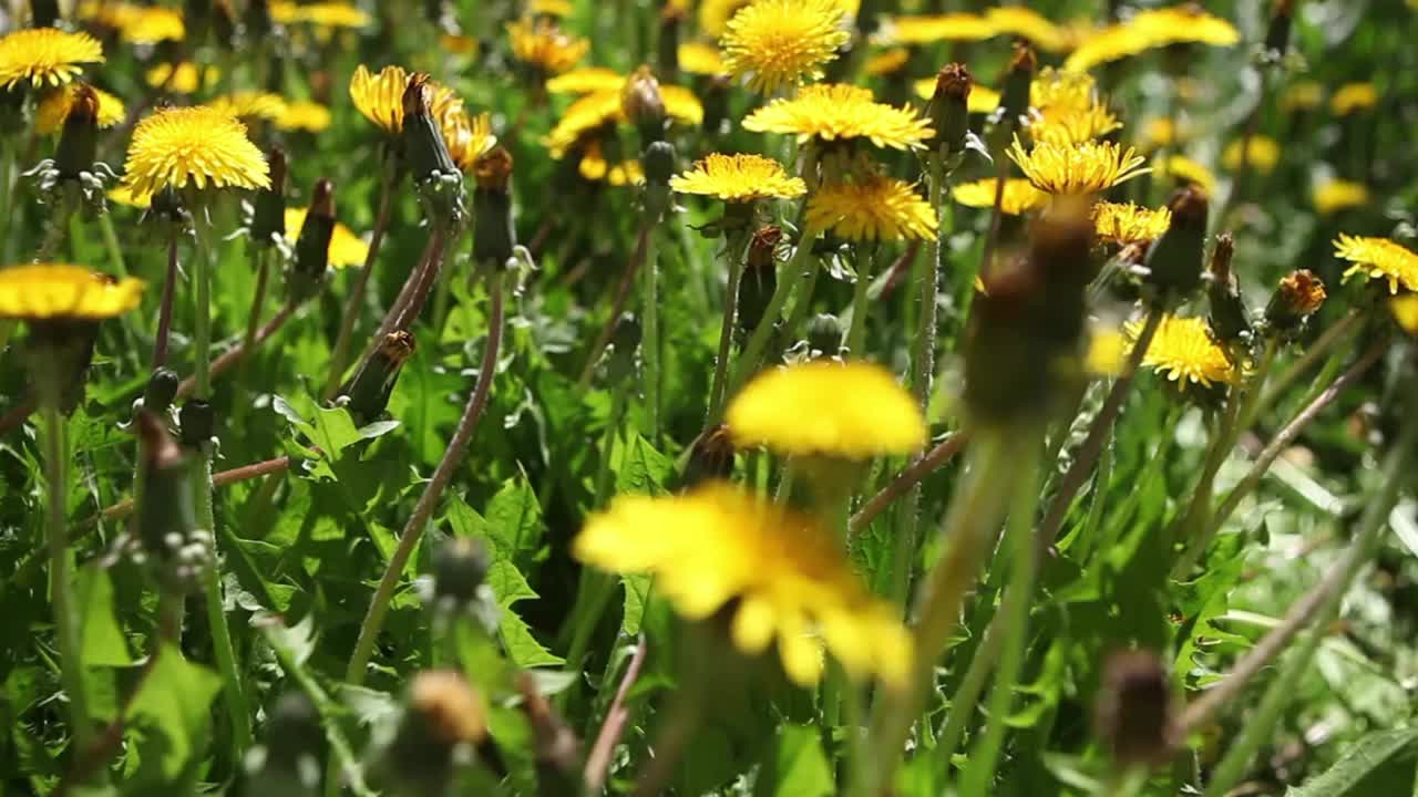 在阳光明媚的日子里，黄色的蒲公英花在草地上。田野中的黄色蒲公英在风中特写。视频素材