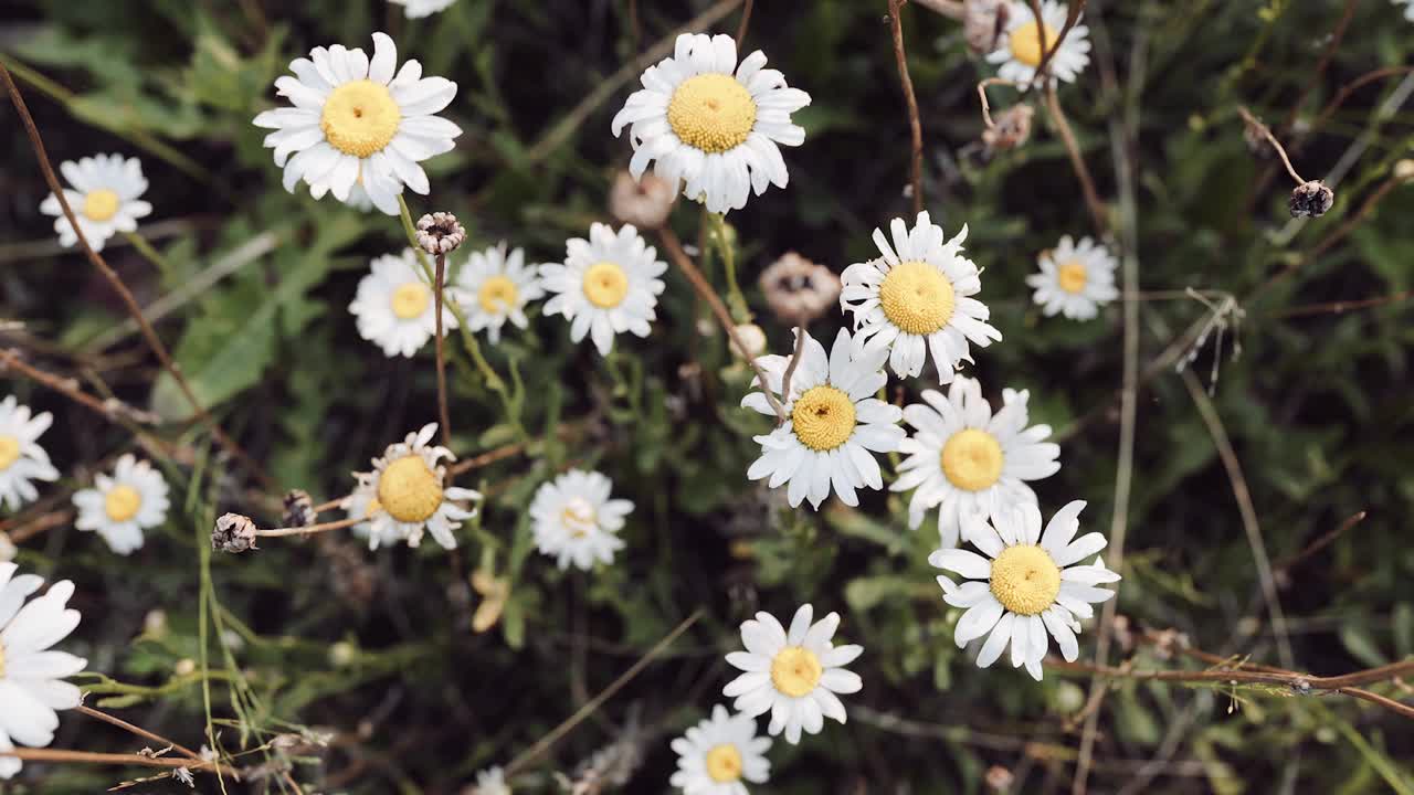 野花。草地上的雏菊。花坛里的白色雏菊。草坪上美丽的花朵。近距离视频下载