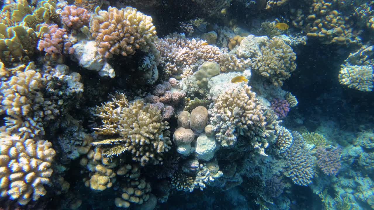 热带珊瑚礁、海洋、水下海景。水下珊瑚礁珊瑚景象。五颜六色的珊瑚礁。海洋生物及鱼类花园视频素材