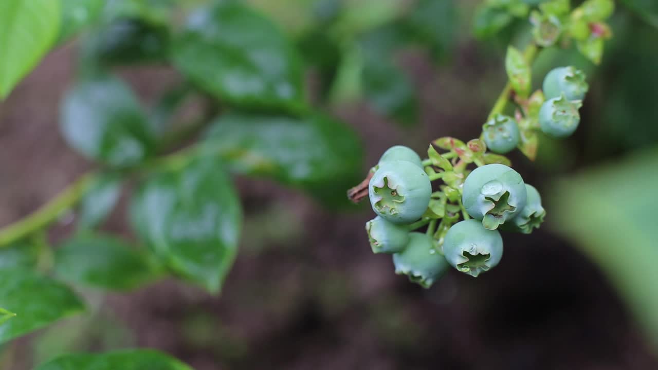 新鲜的有机蓝莓在灌木丛中成熟。未成熟的浆果的灌木。视频素材