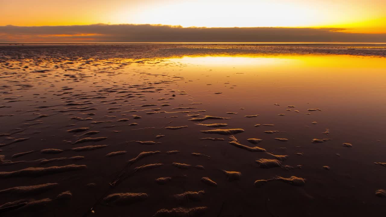 时间流逝美丽的镜头，鹬鸟移动在海滩潮湿的景观在日落-温哥华，加拿大视频素材