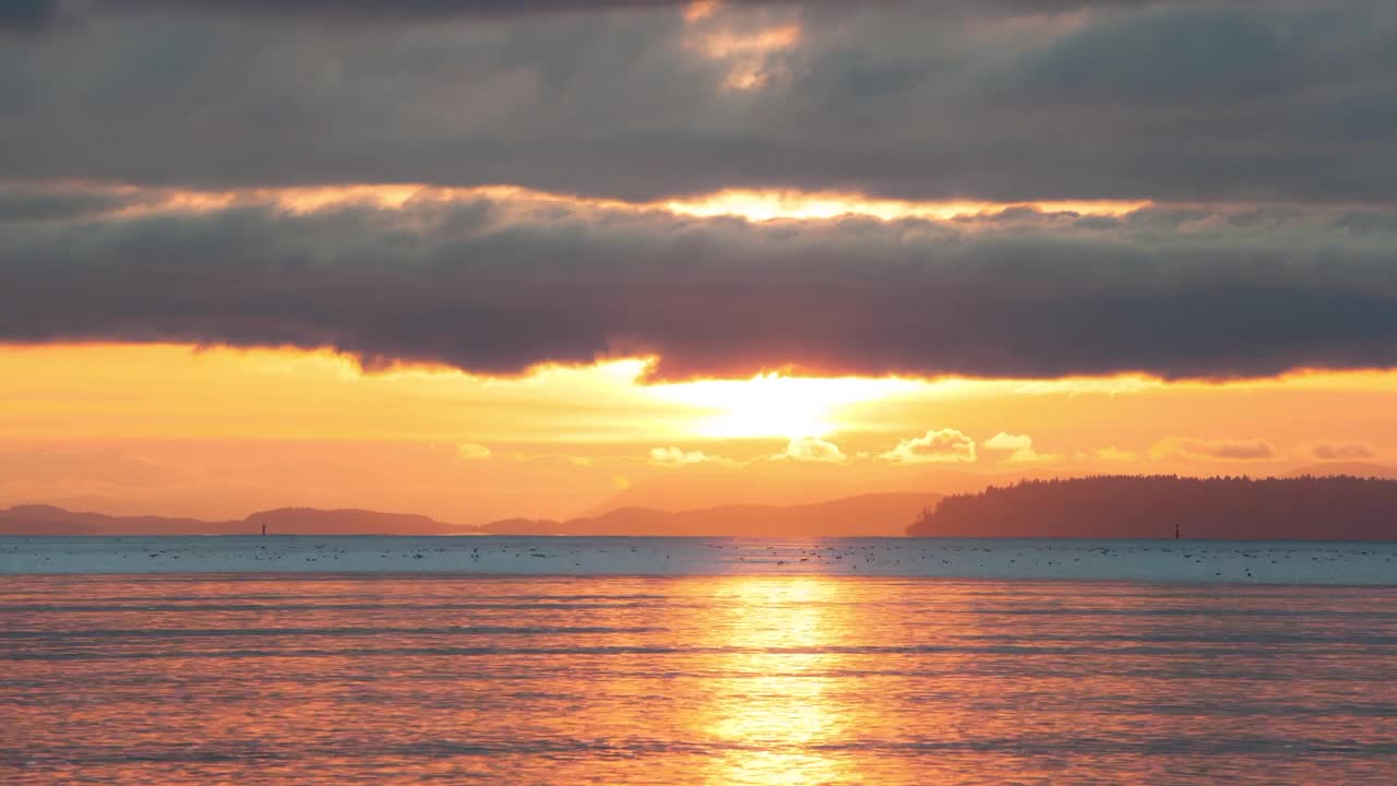 时间流逝锁定了日落时在海边海滩上移动的鸟的风景-温哥华，加拿大视频素材