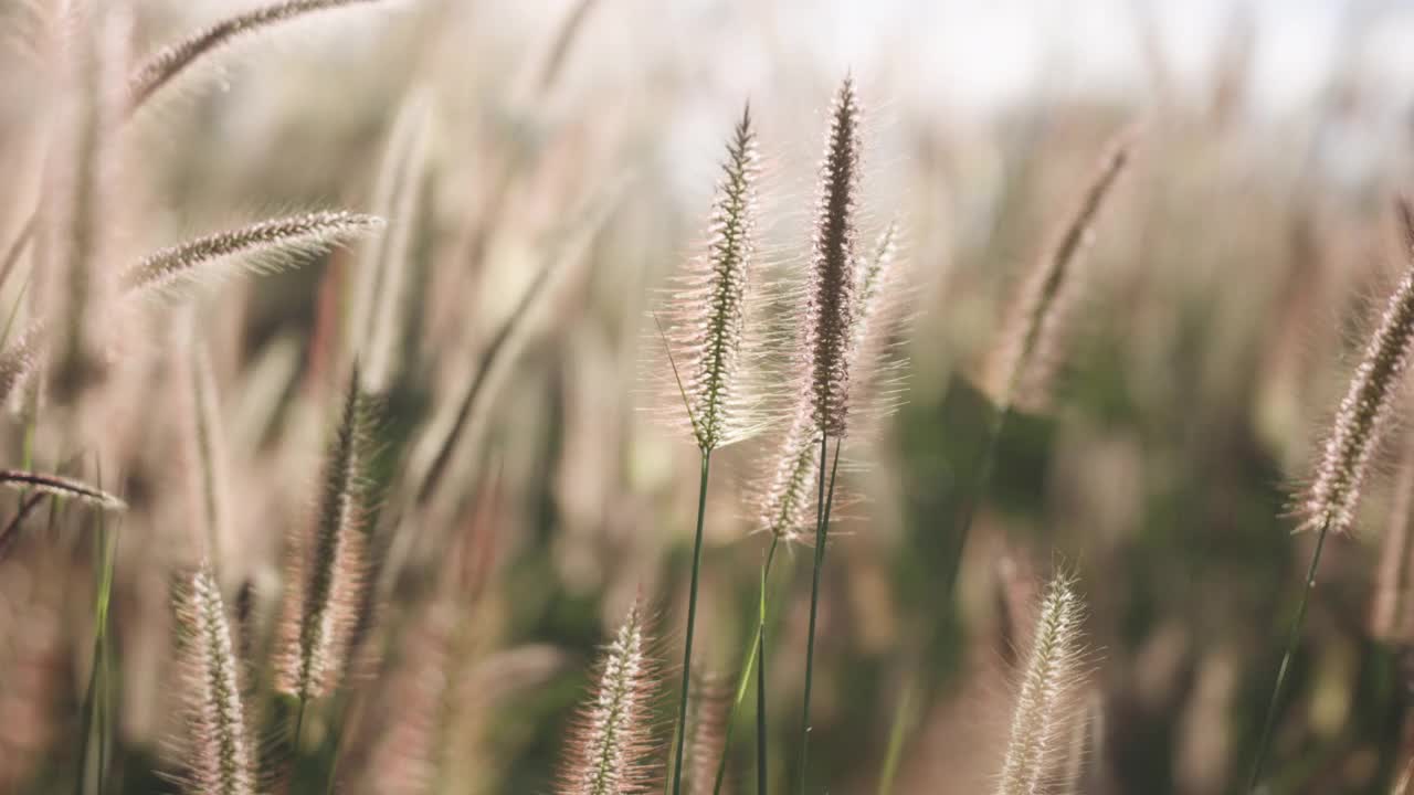 选择焦点的棕色花草与自然背景拍摄视频素材