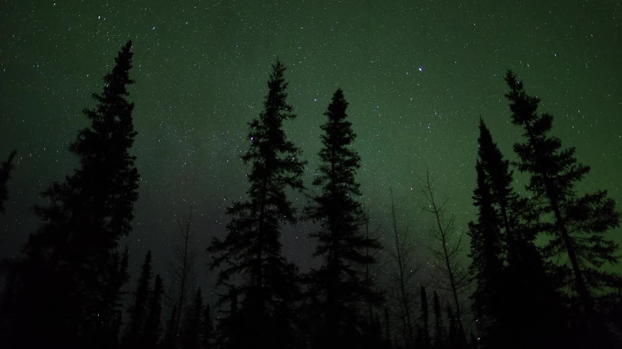 在星空下的森林中树木的剪影-加拿大不列颠哥伦比亚省视频素材