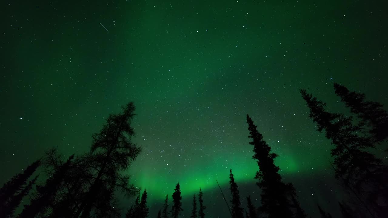 在加拿大不列颠哥伦比亚省的高大树木上的星空在夜晚的延时拍摄视频素材