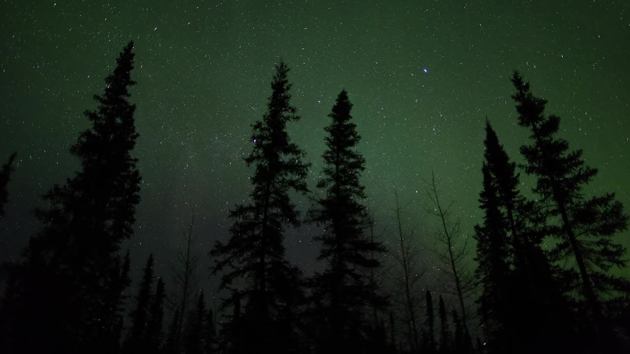 禁闭时间流逝，在星空下森林高大树木剪影-不列颠哥伦比亚省，加拿大视频素材