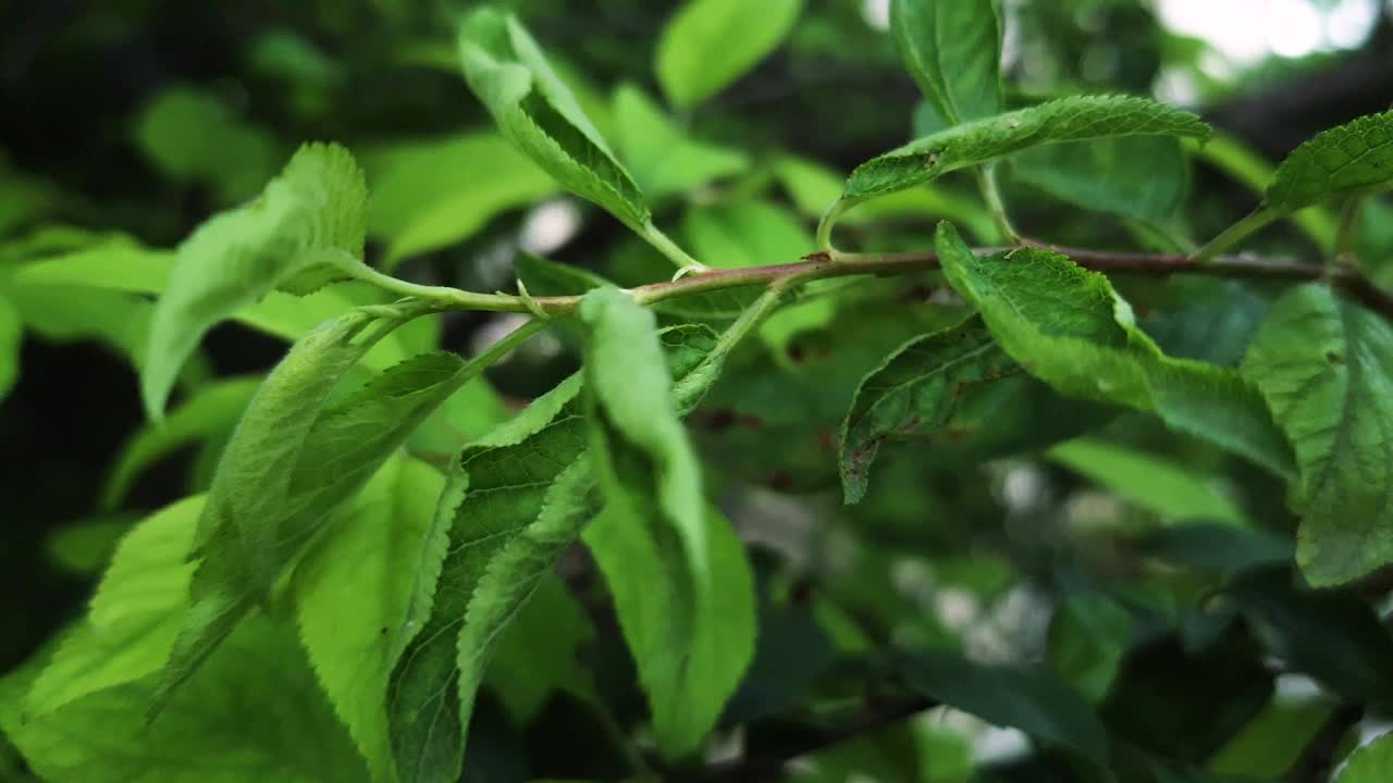 特写模糊后退的背景绿色年轻美丽的叶子在树枝上作为一个背景。带有复制空间的自然植物和生态概念视频素材