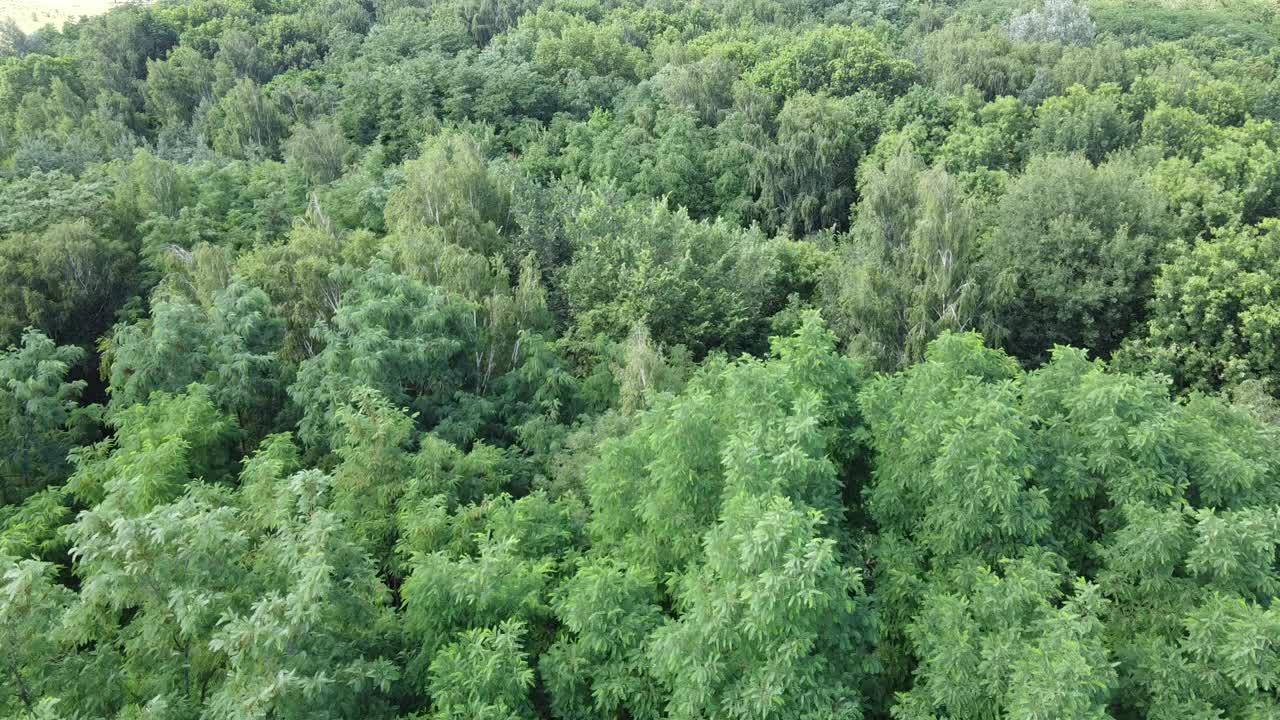 飞越树梢。落叶林鸟瞰，大自然。视频素材