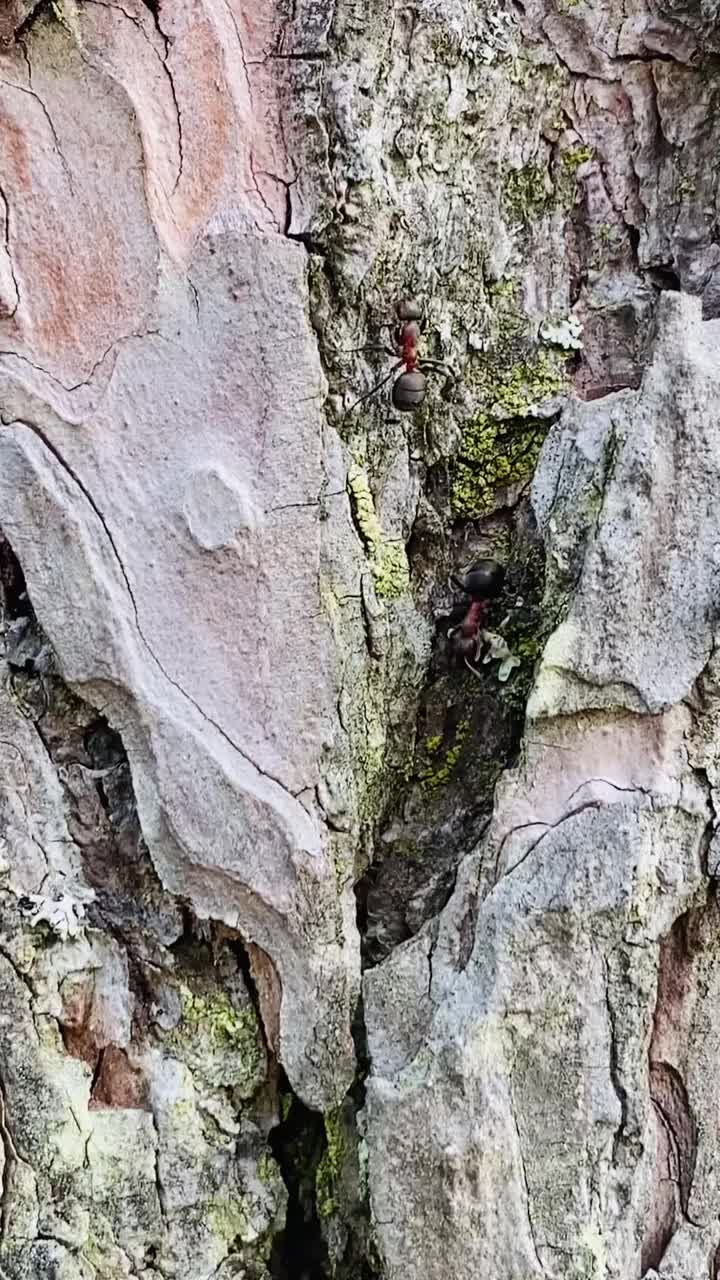 一只大蚂蚁快速地跑过一棵大树的树皮。视频下载