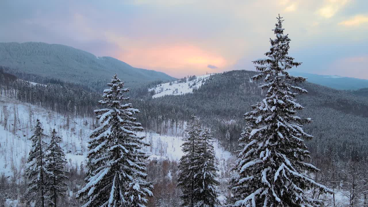 令人惊叹的冬季景观，在日出时，松树覆盖在冰雪覆盖的森林里。视频素材