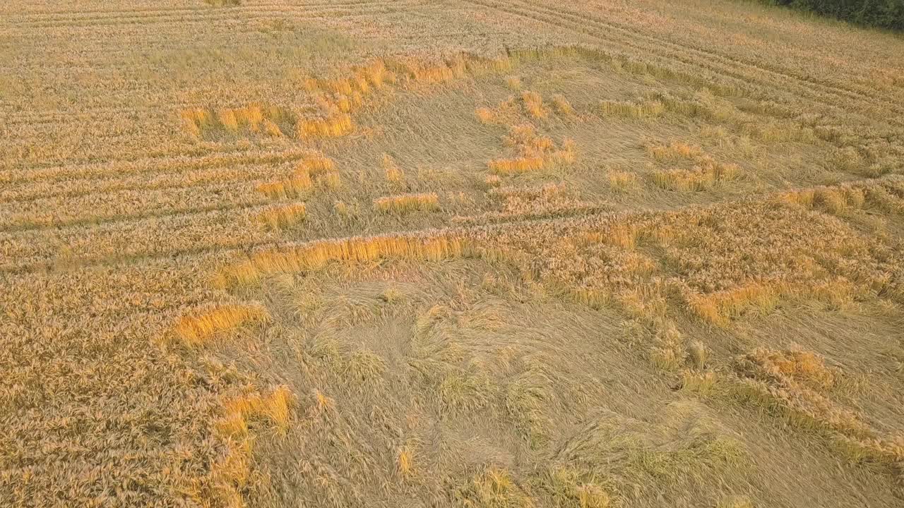 鸟瞰图成熟的农田准备收获与被风吹碎的小麦头。农作物受损和农业失败的概念。视频素材