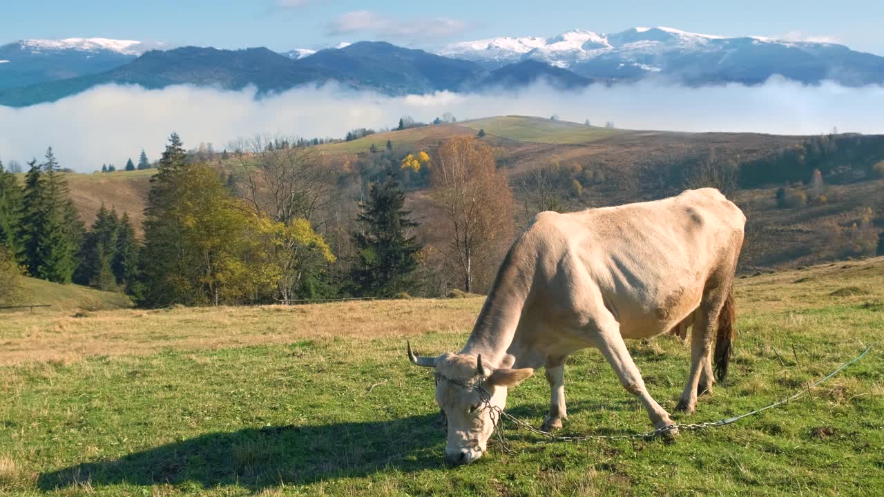 在夏季高山高寒草甸上放牧的农场奶牛。视频素材