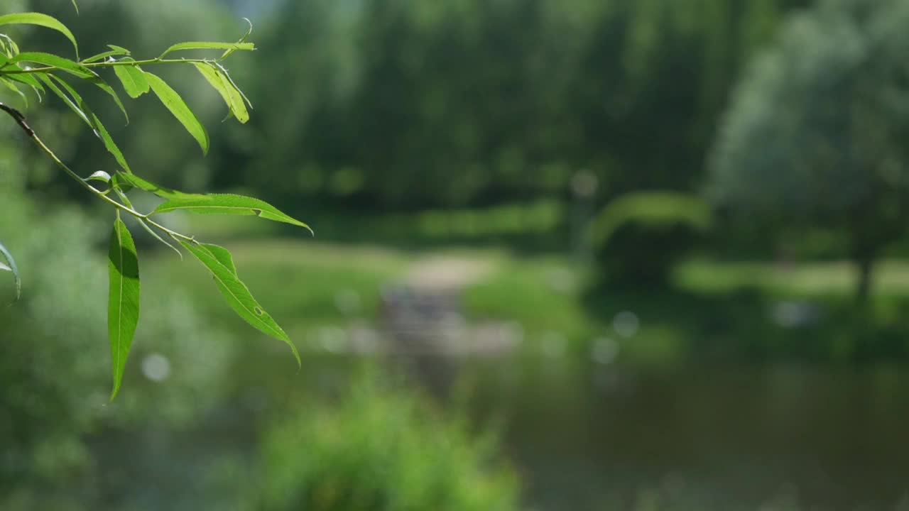 轻风吹过模糊的湖面，柳叶摇曳视频素材