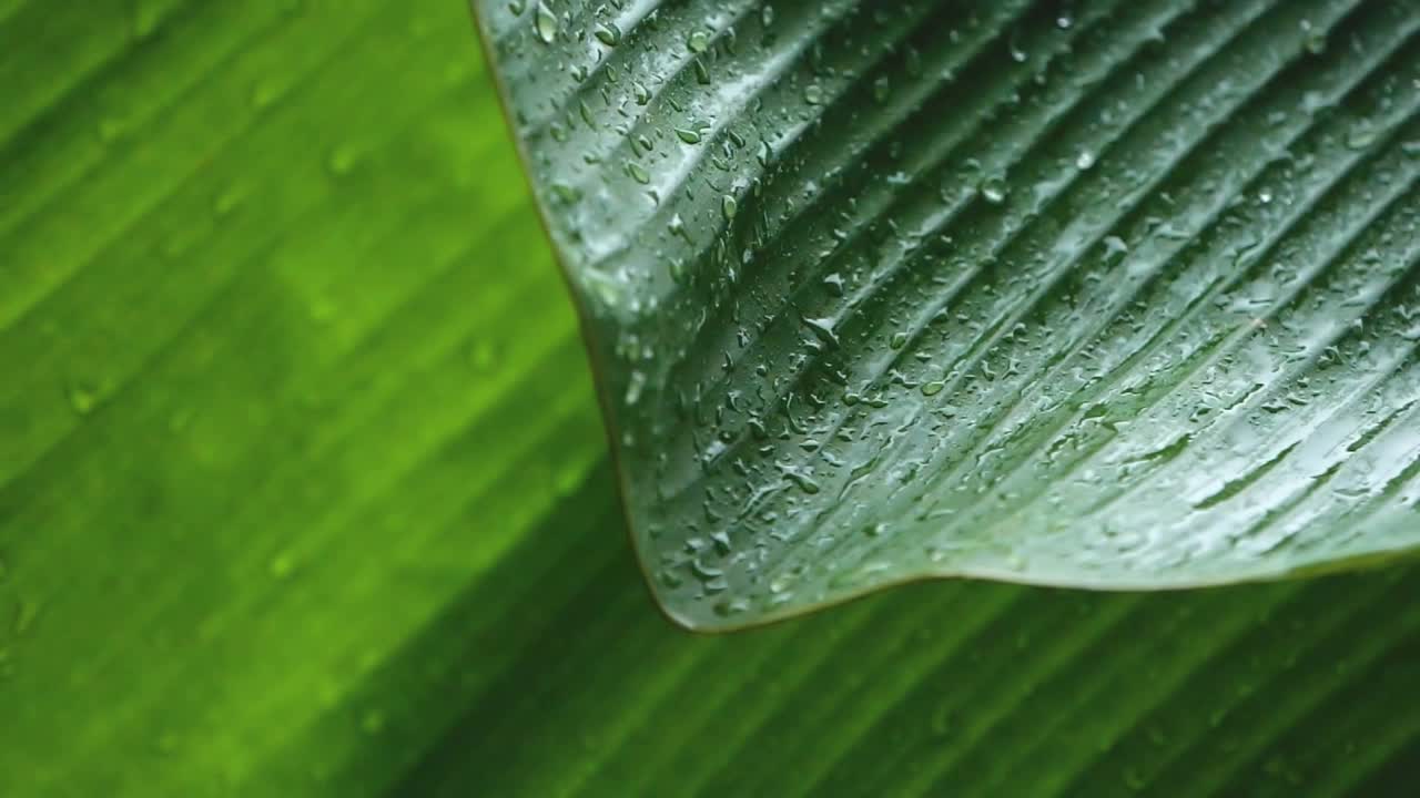 特写雨滴落在绿色新鲜的热带芭蕉叶上，慢镜头拍摄，清新的绿色自然在雨季的概念视频下载