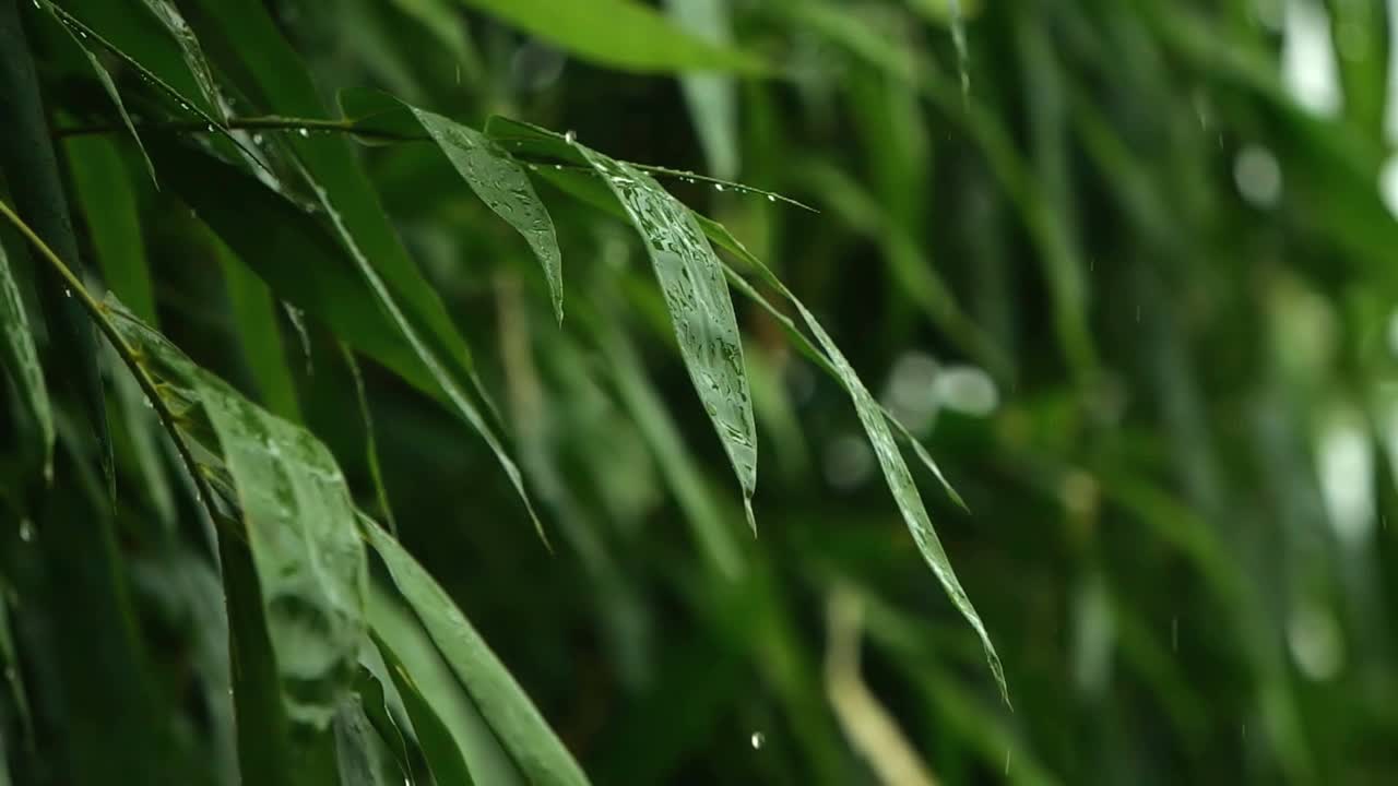 慢镜头，热带雨季，雨从青翠的竹叶上滴落视频素材