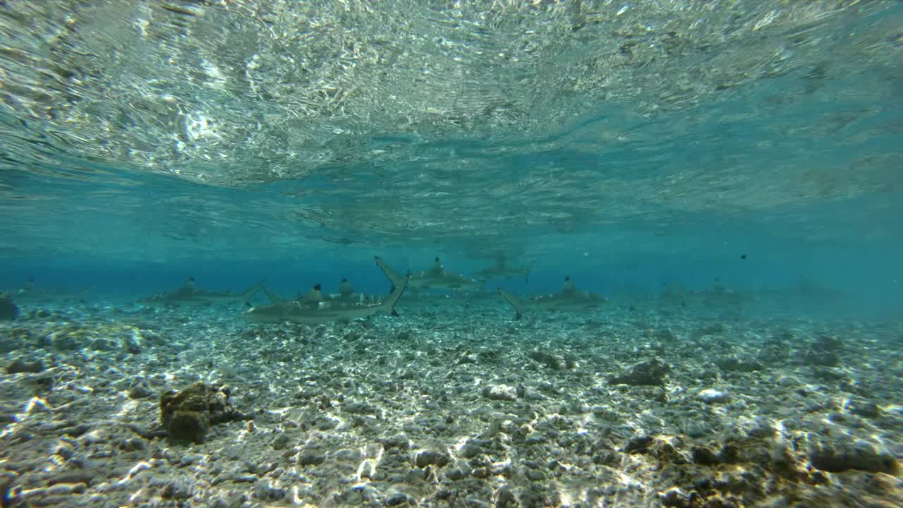 黑鳍礁鲨(Carcharhinus melanopterus)在法属玻利尼西亚大溪地岛珊瑚礁泻湖景观和太平洋游泳。热带旅游度假天堂。从Rangiroa环礁。视频素材