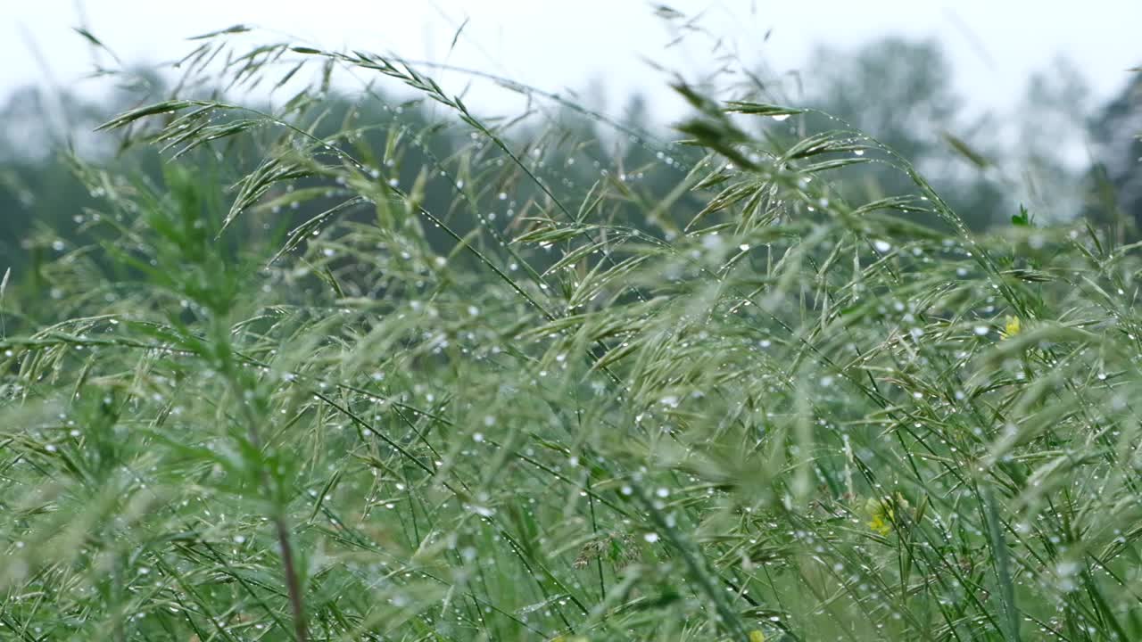 雨点在阳光下照耀着草地。雨后用水滴润湿草地。新鲜的植物背景。夏雨后草地视频素材