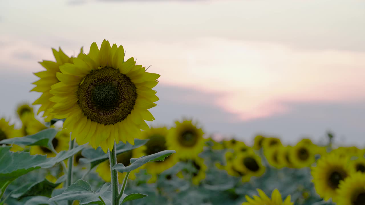 天空下的向日葵田视频素材