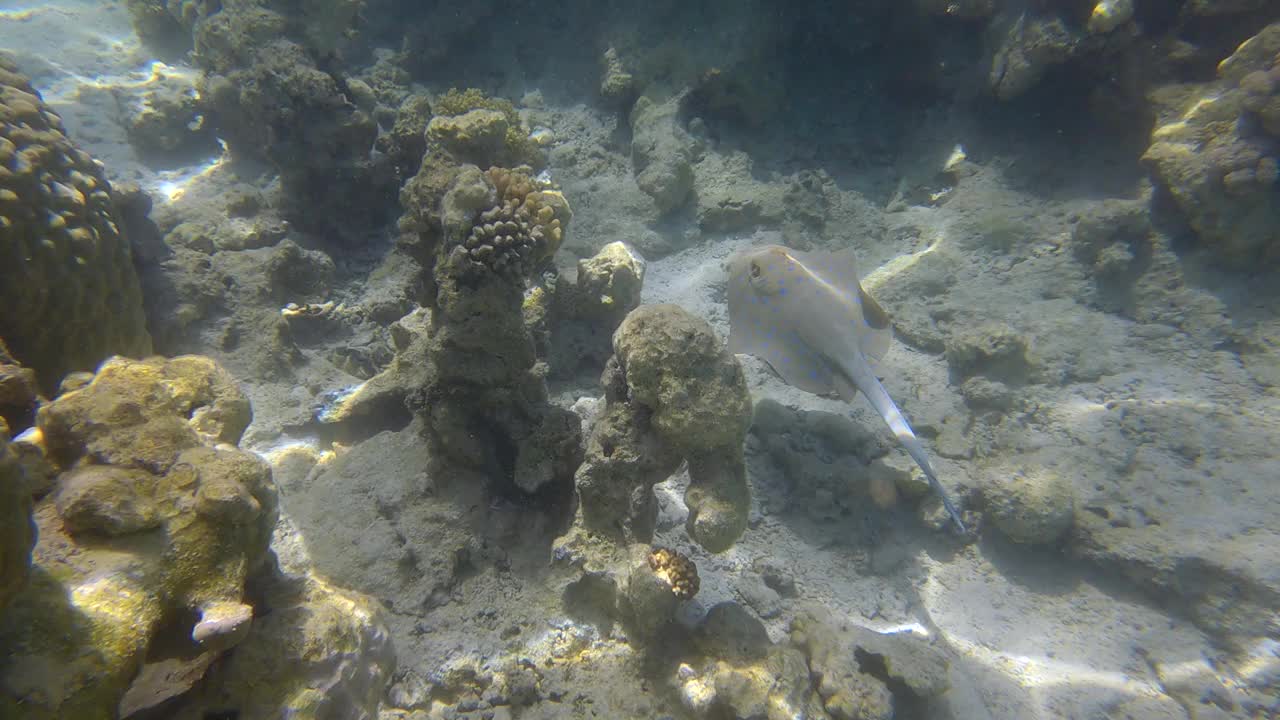 黄貂鱼在阳光下游过珊瑚礁。蓝斑刺(Taeniura lyma)慢镜头视频素材