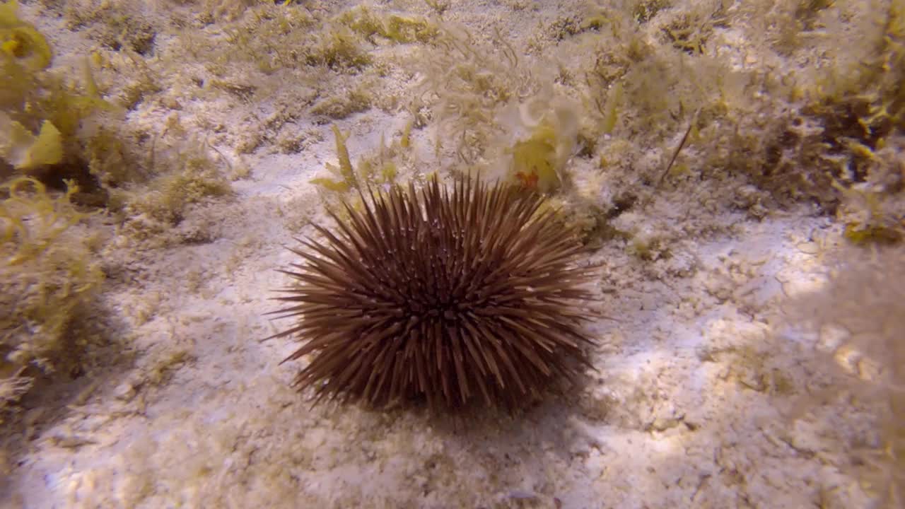 在珊瑚上爬行的海胆。钻洞海胆或钻岩海胆视频素材