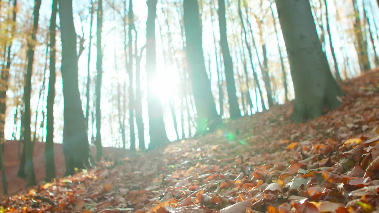 一个男人背着旅游背包，独自行走在秋天的荒野森林，独自享受冒险。后视镜，慢动作，低角度视频素材