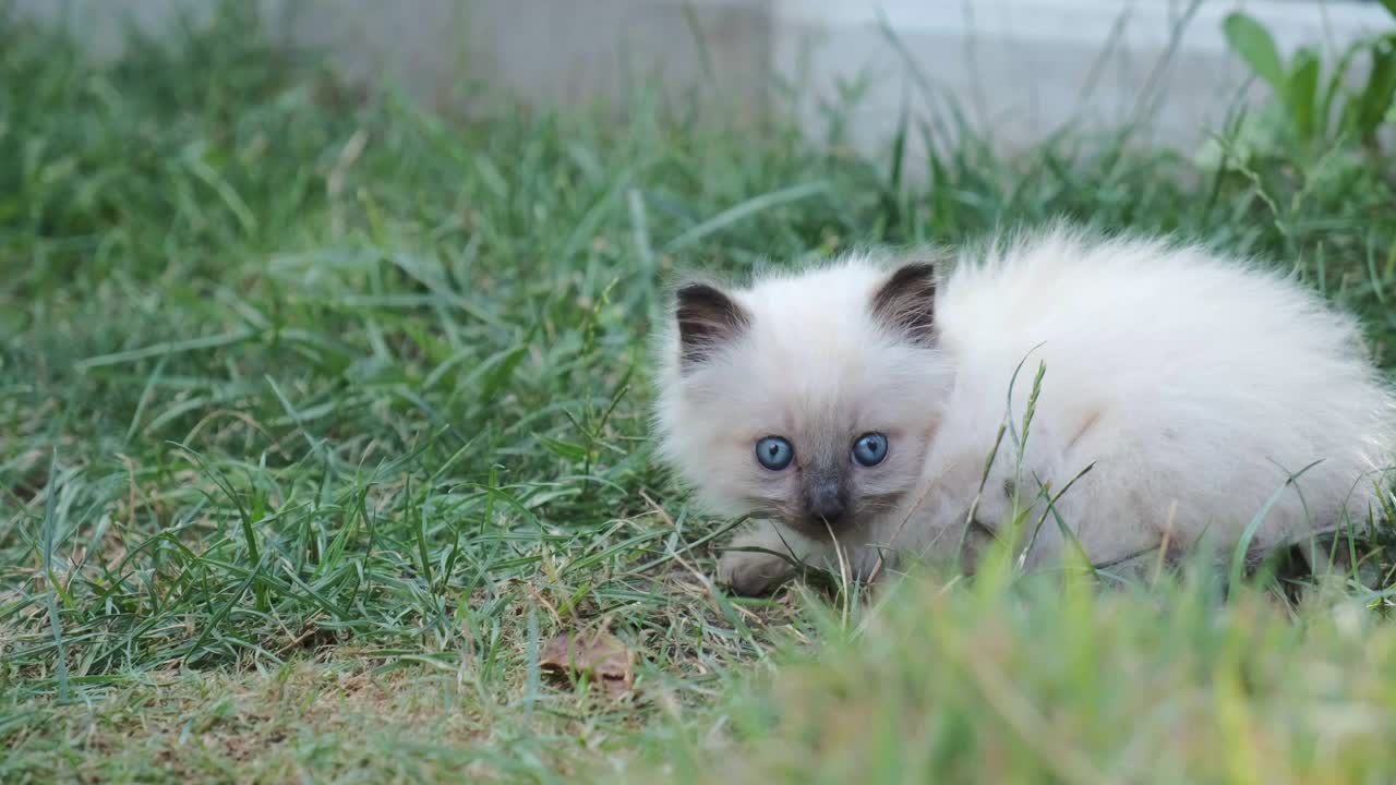 可爱的小猫在绿色的草地。夏天花园里的小猫视频下载