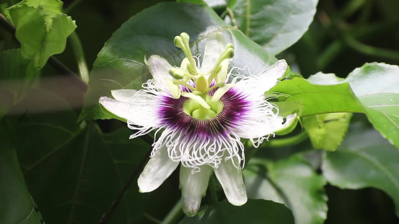 有花视频素材