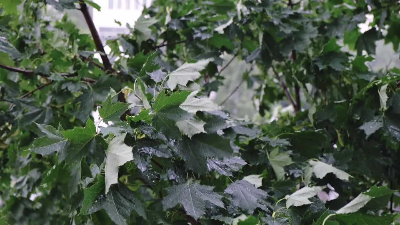 在雷雨中，绿色的枫叶。恶劣天气时，树枝在强风中摇摆视频素材