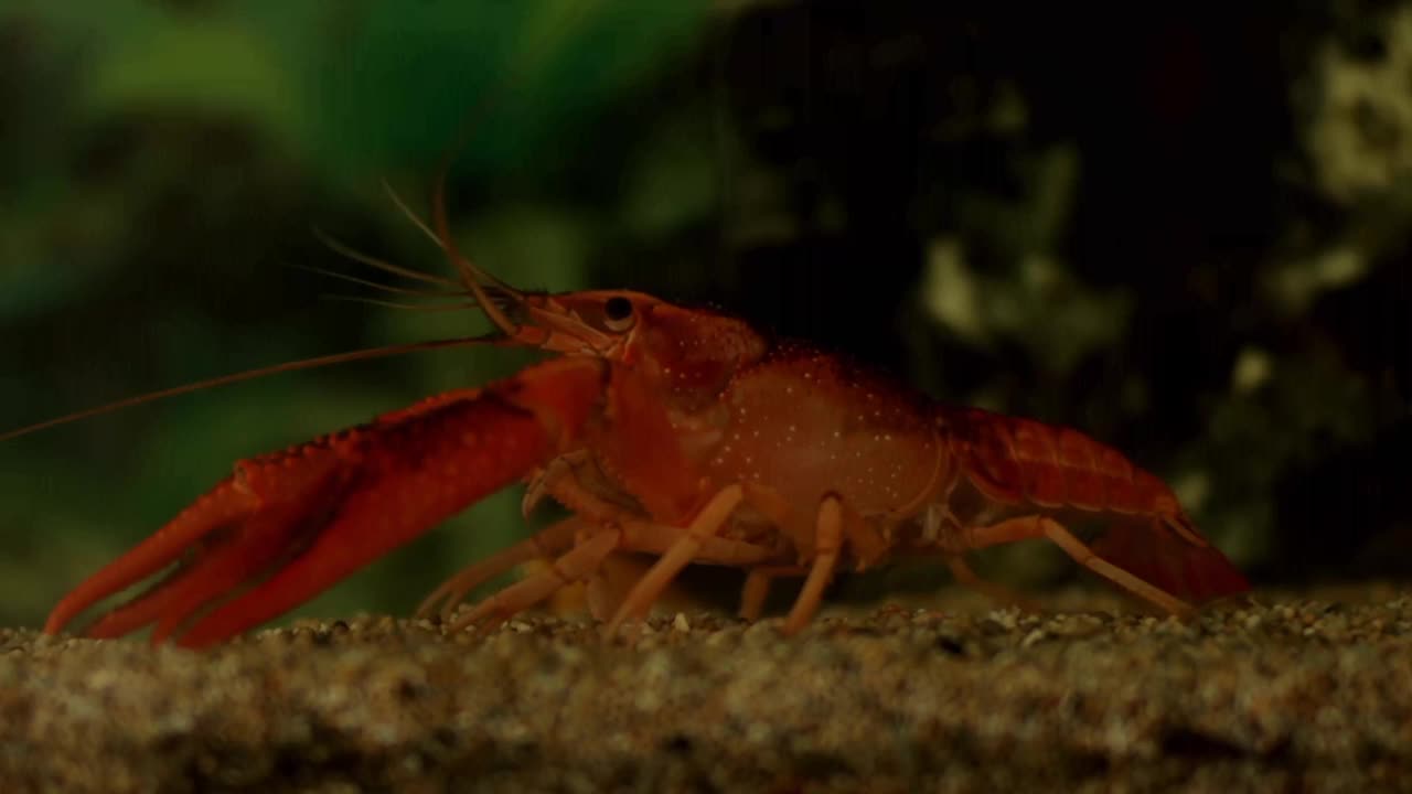 生活在水里视频素材