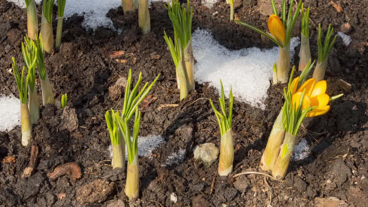 春天随着雪的融化而流逝视频素材