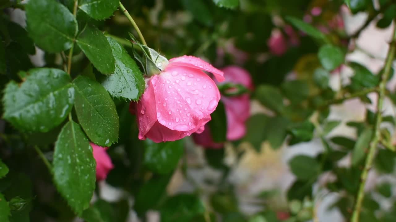 玫瑰雨落在花瓣和叶子上。视频素材