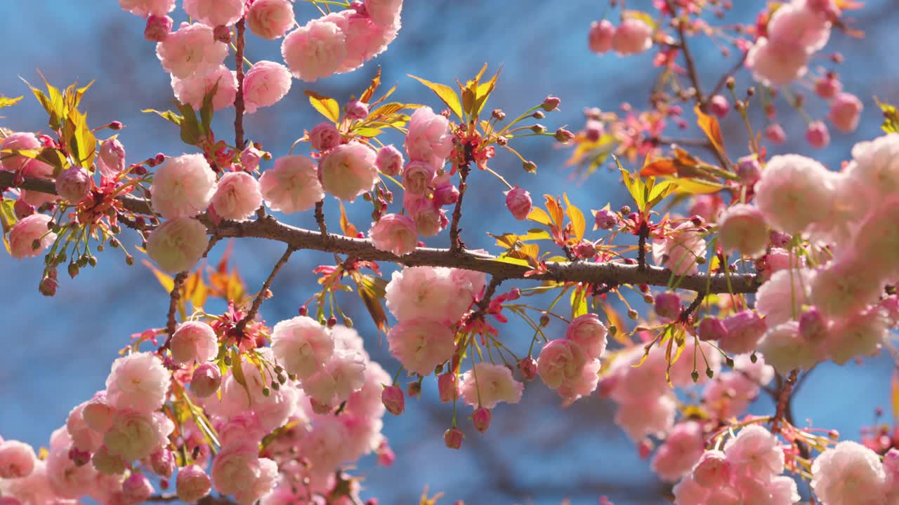 盛开的粉红色日本樱花树，4k视频。春天的花朵。视频素材