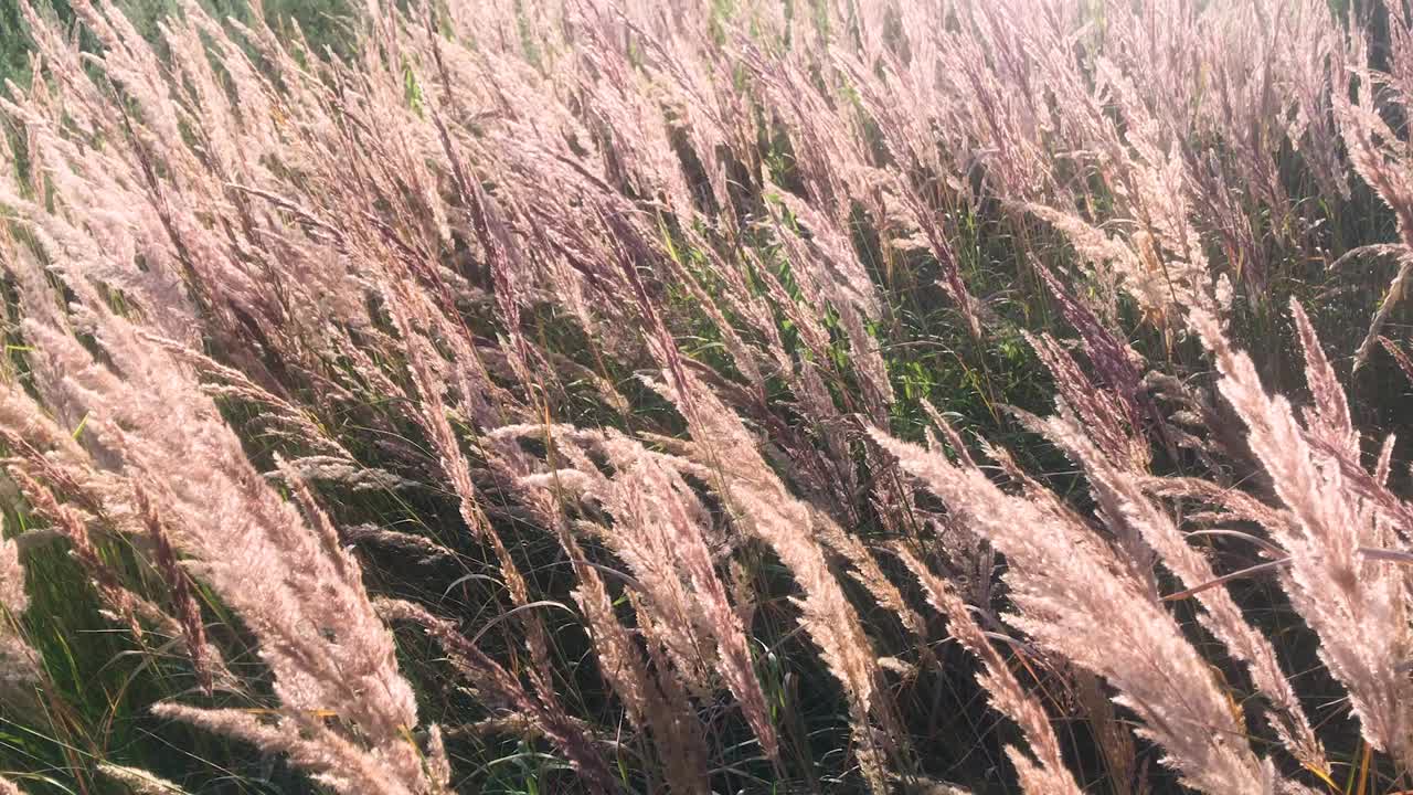 日落或黎明，太阳照耀着草地上的干芦苇，草原的芦苇。小草在微风中摇摆视频素材