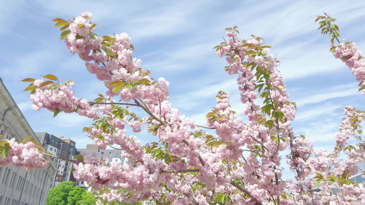 城市街道上盛开着粉红色的樱花。盛开的樱桃树，乌克兰视频素材