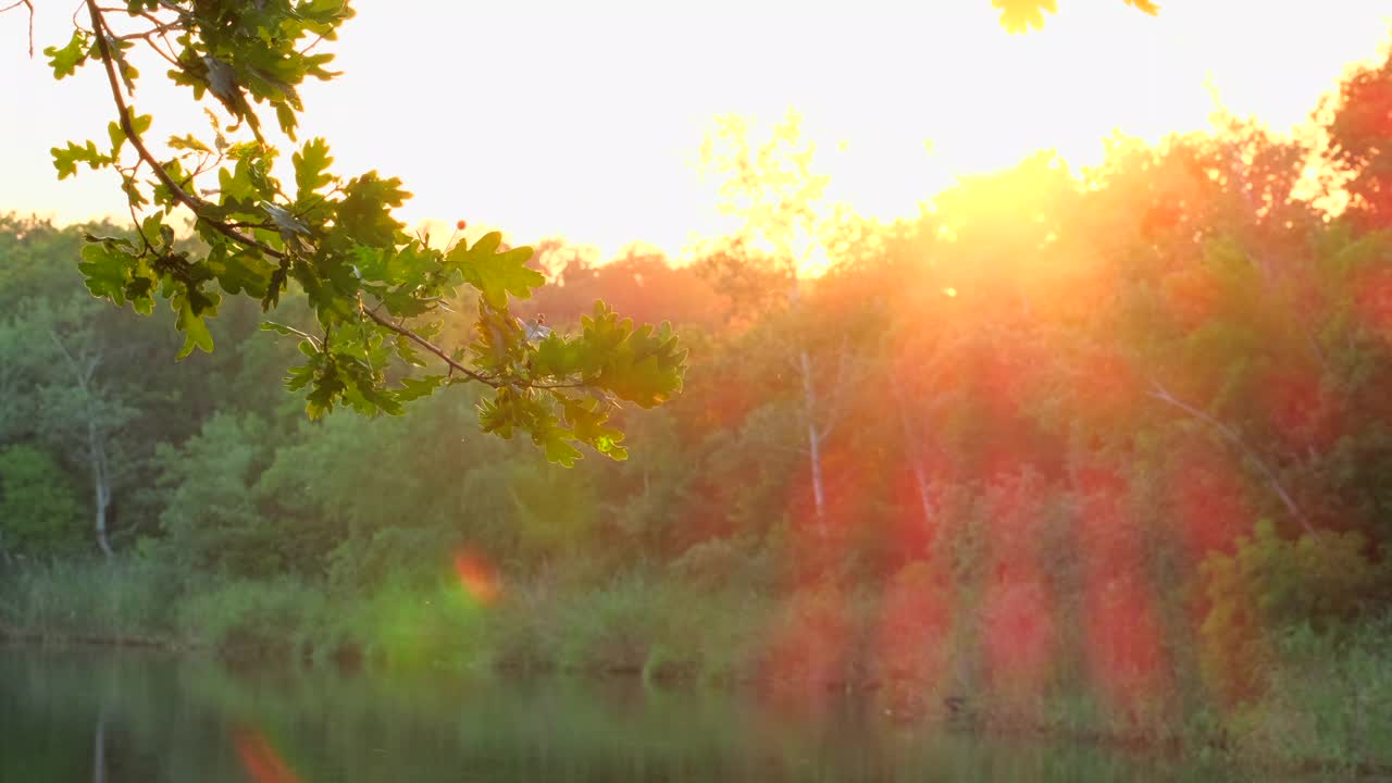 自然河流附近。树上的绿叶在风中摇曳，倒映在水中，阳光透过树叶闪耀。河水在早晨浮出水面。森林里的宁静和自然之美。景观视频素材