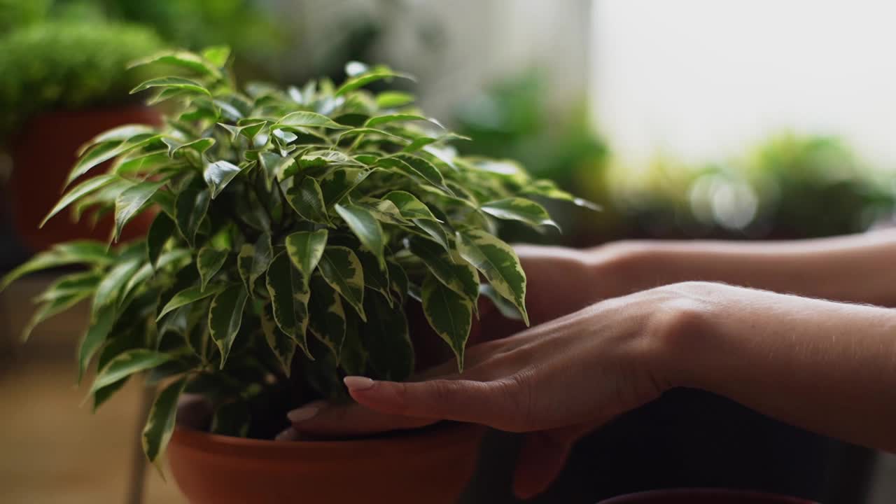 近距离的不认识的女性移植花商的小绿色植物在花盆在家里。视频素材