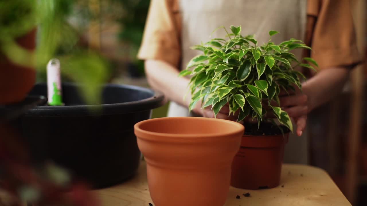 近距离的手，不认识的女花商穿着围裙工作在自己的花店和移植盆栽植物和鲜花。视频素材